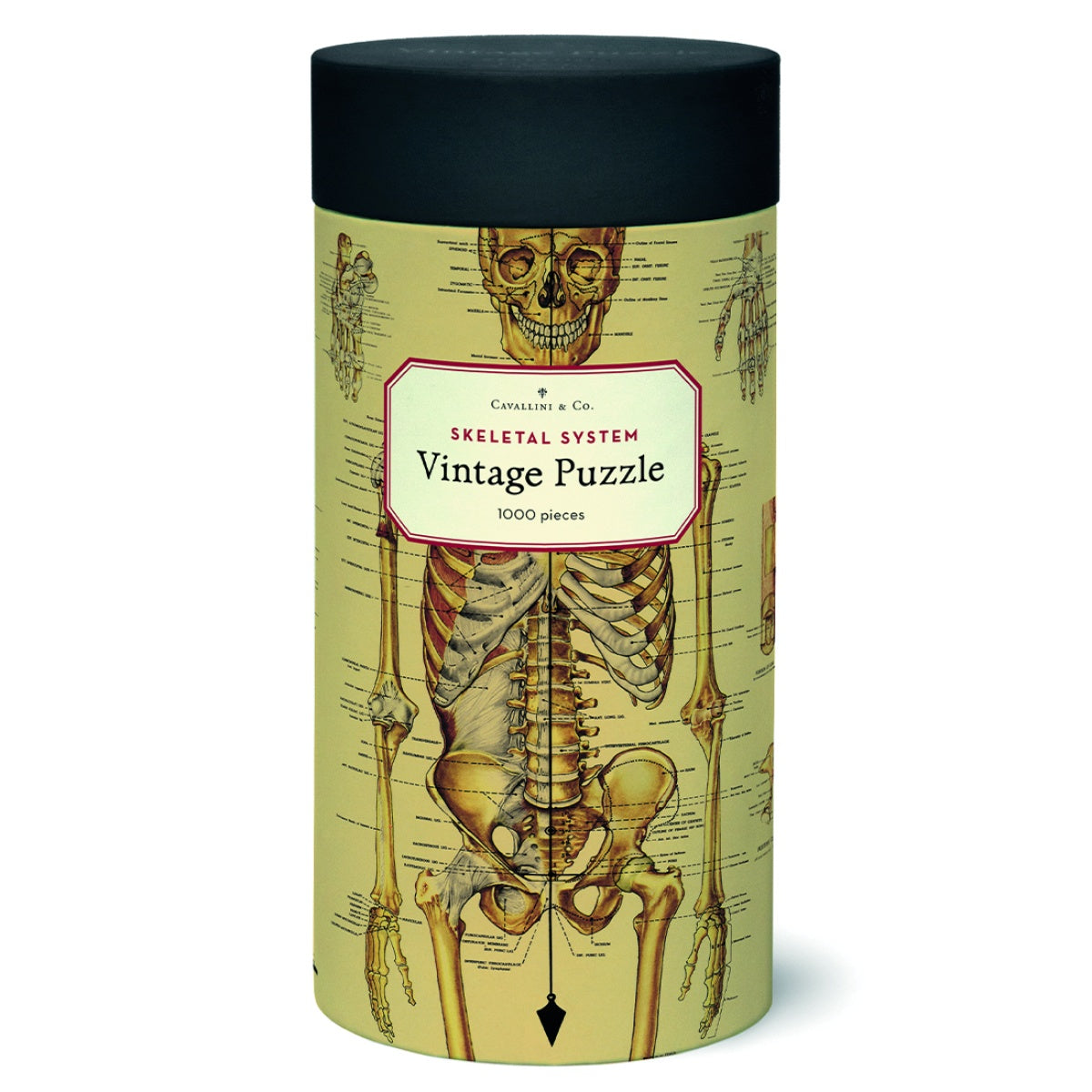 Puzzle Skeletal system