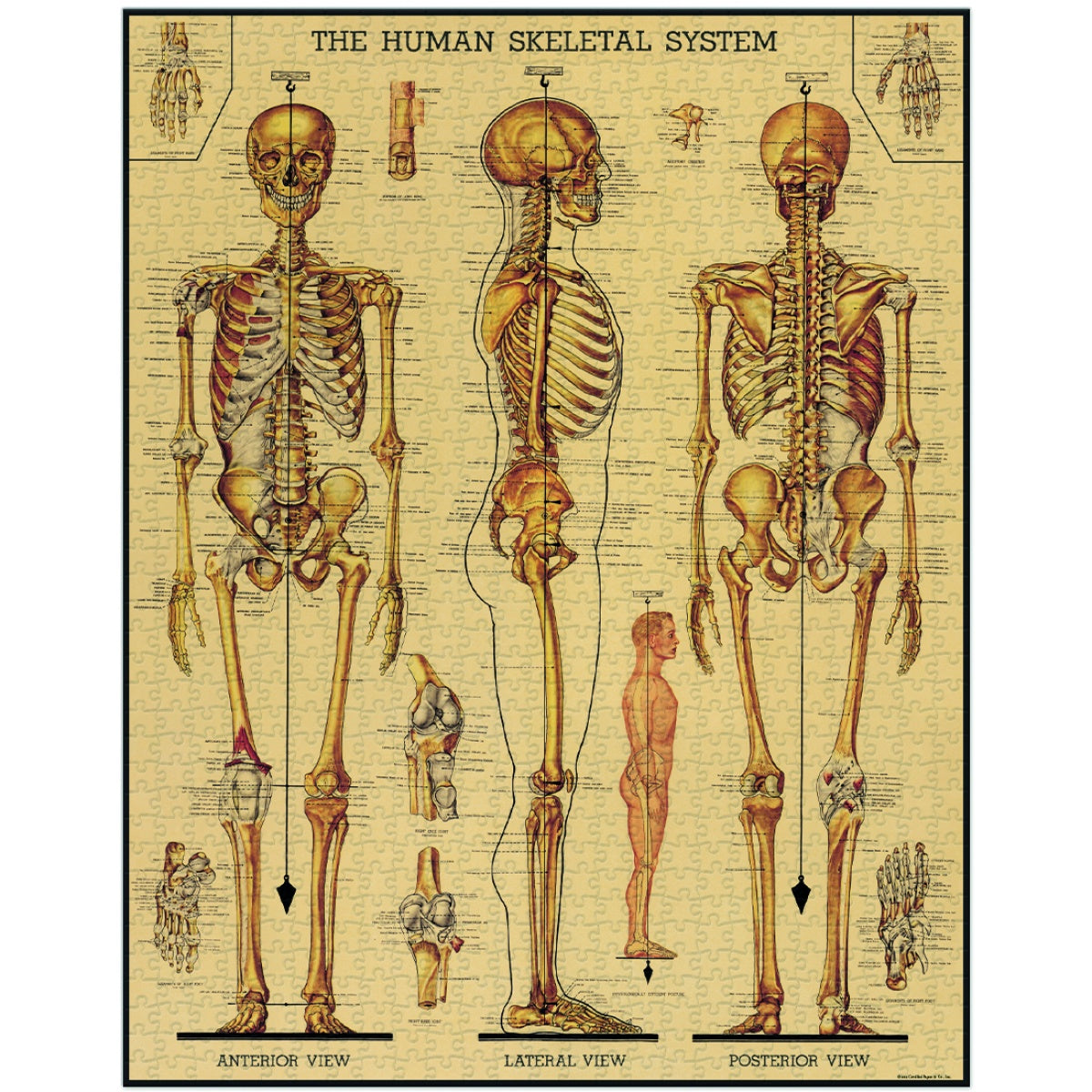 Puzzle Skeletal system