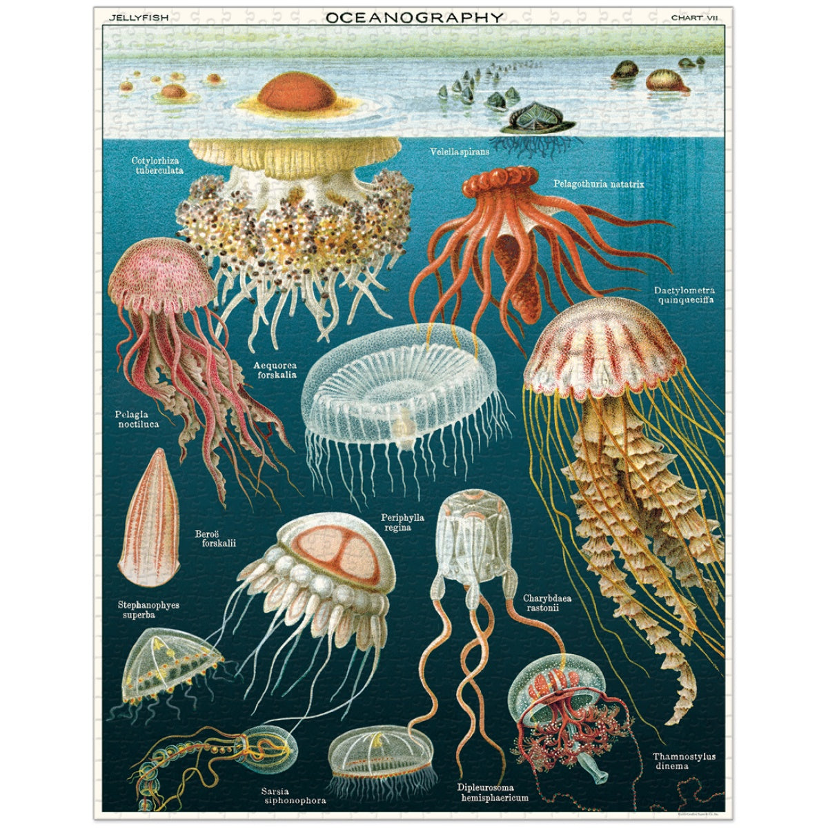 Puzzle Jellyfish