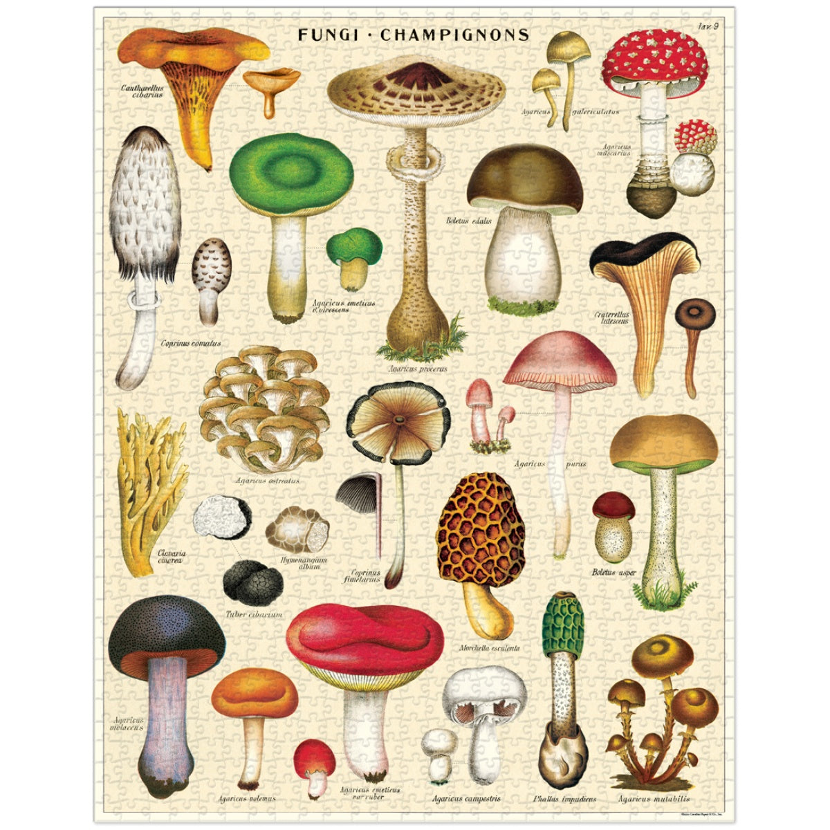 Puzzle Mushrooms