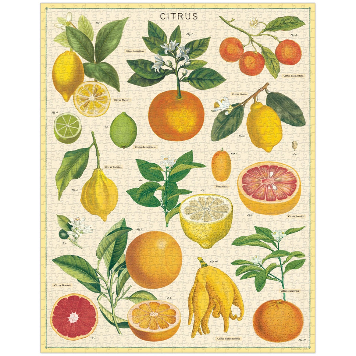 Puzzle Citrus