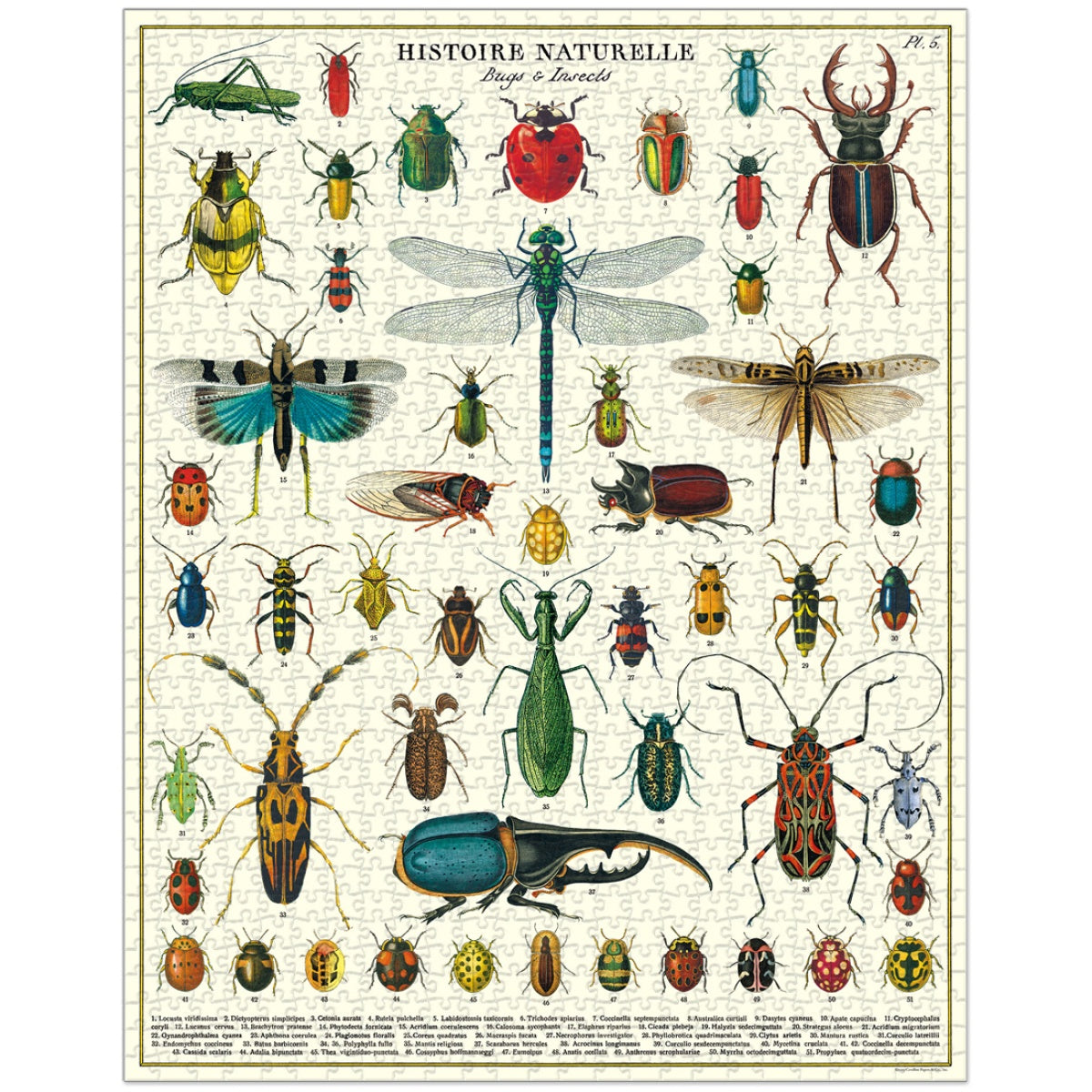 Puzzle Bugs & Insects