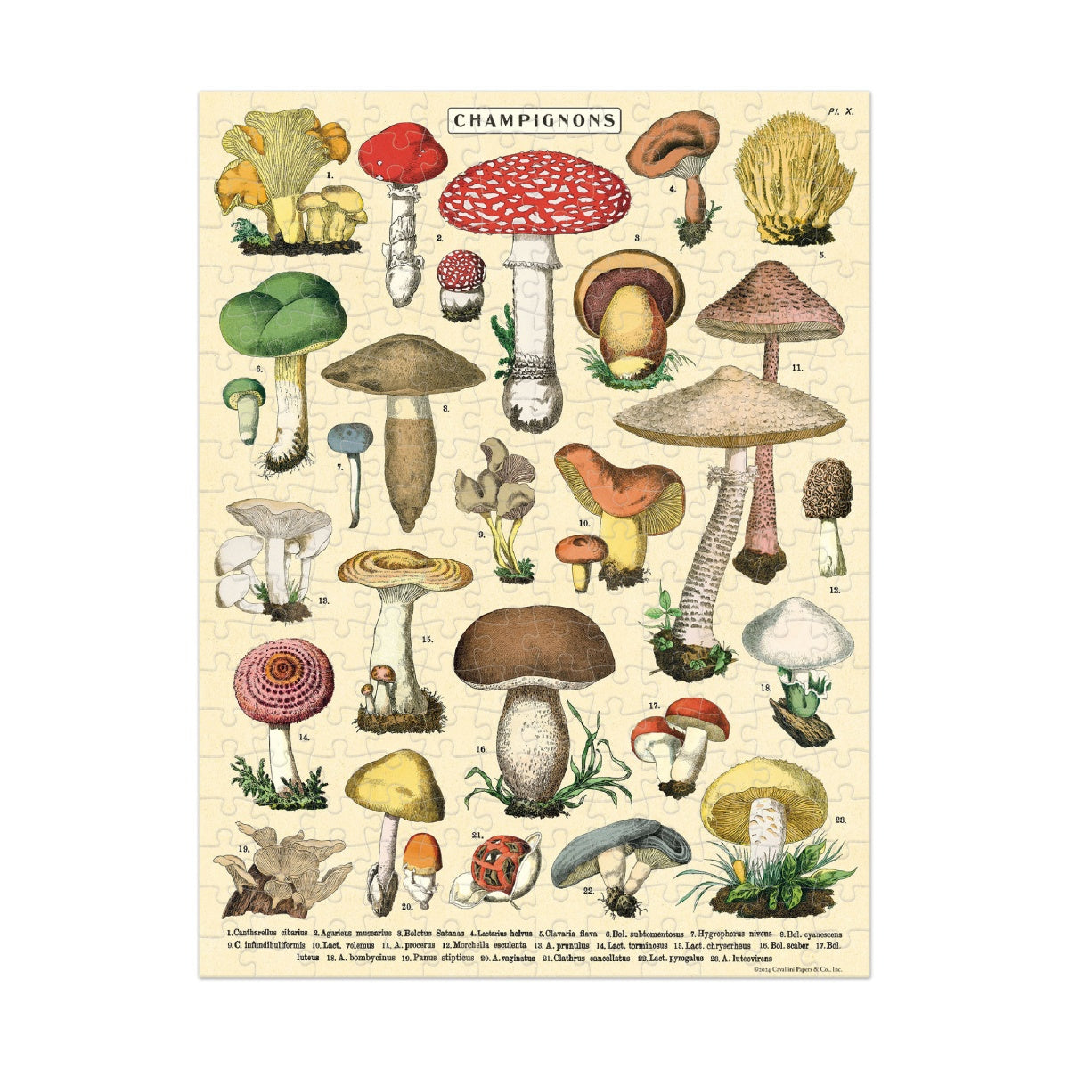 Puzzle Mushrooms mini