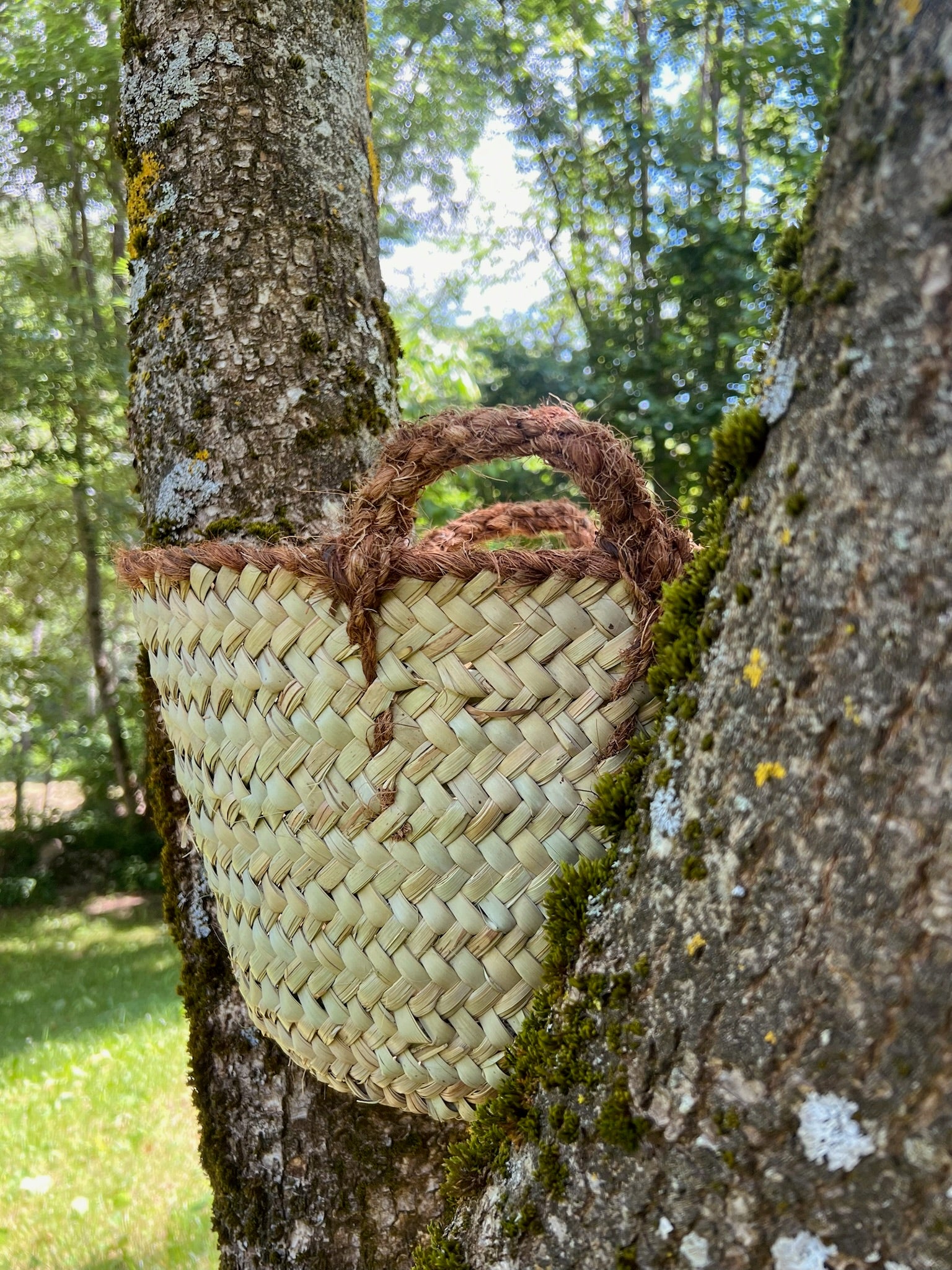 Capàs “Còsta de coco”