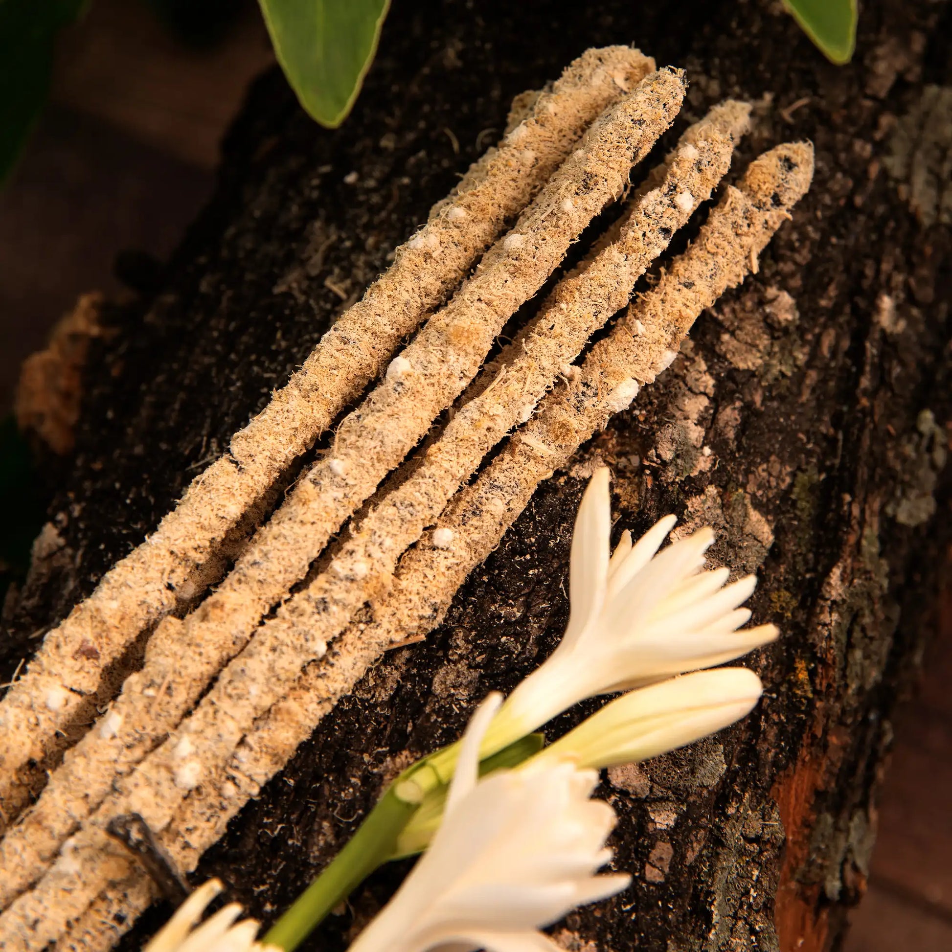 Botanico nardo y olíbano
